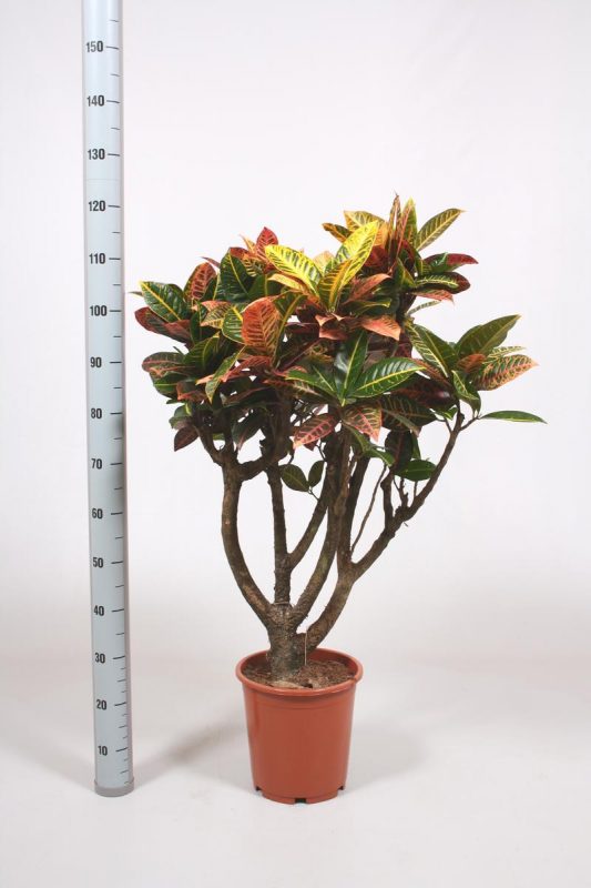 Croton