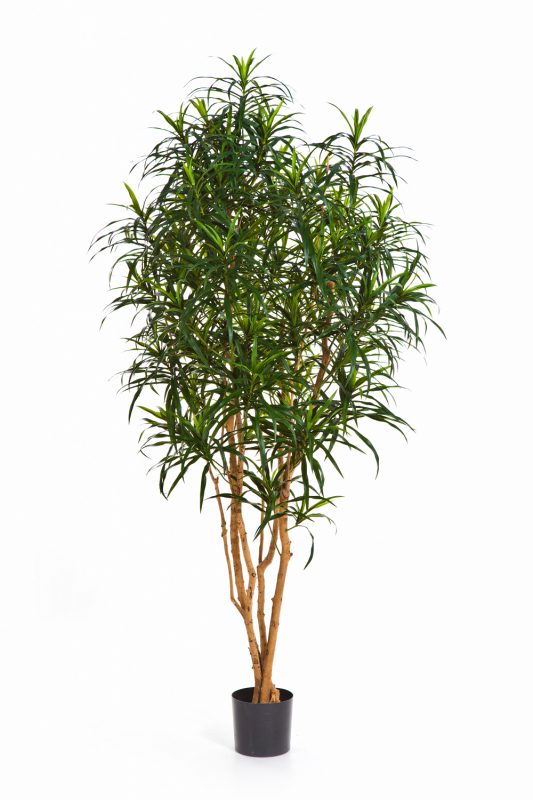 DRACAENA ANITA TREE