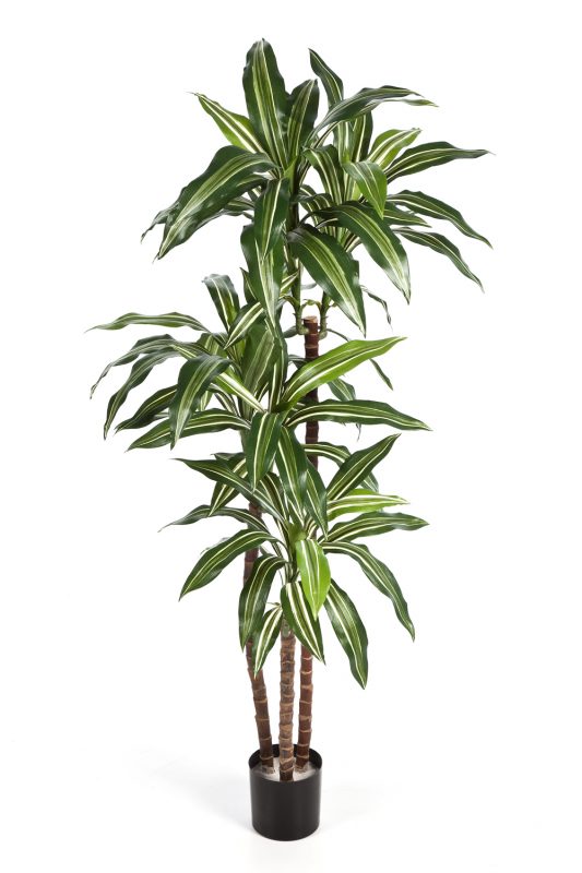 DRACAENA FRAGRANS STEUD2