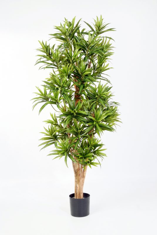 DRACAENA REFLEXA