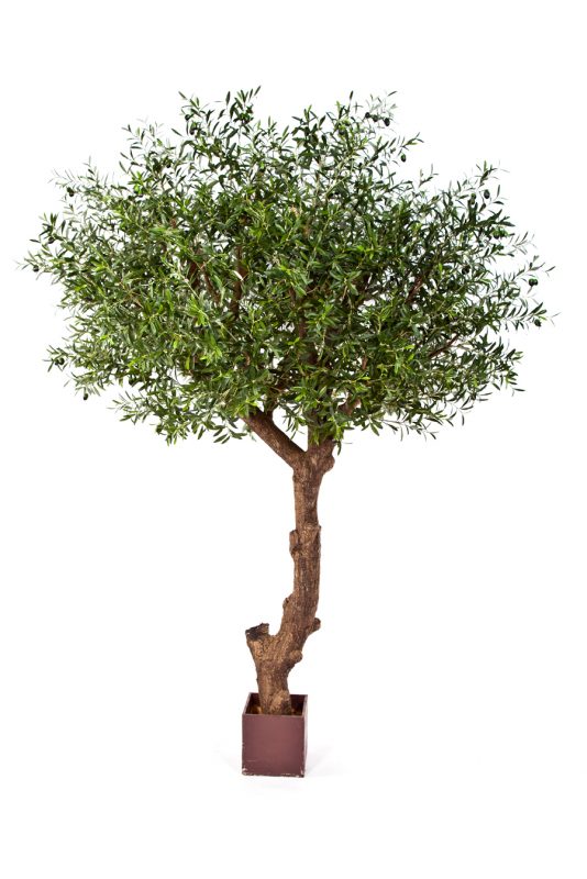 NATURAL OLIVE TREE POLY TRUNC