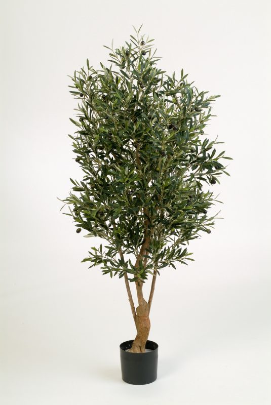 NATURAL TWISTED OLIVE TREE