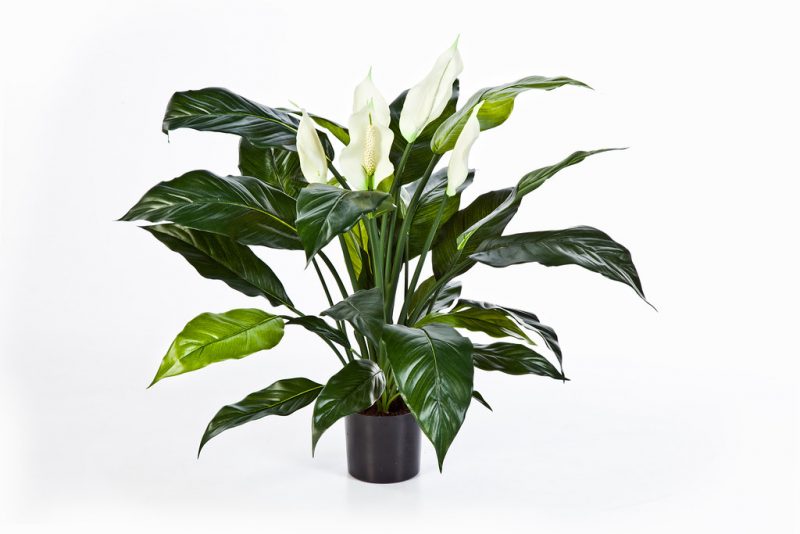 peace lily